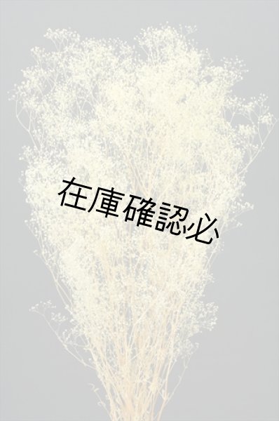 画像1: ソフトミニカスミ草　クリーム (1)