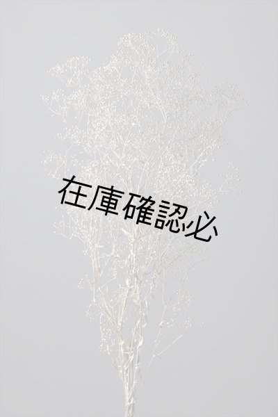 画像1: スーパーソフトミニカスミ草　プラチナ (1)