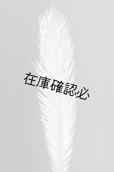 画像1: ソテツ　オフホワイト (1)
