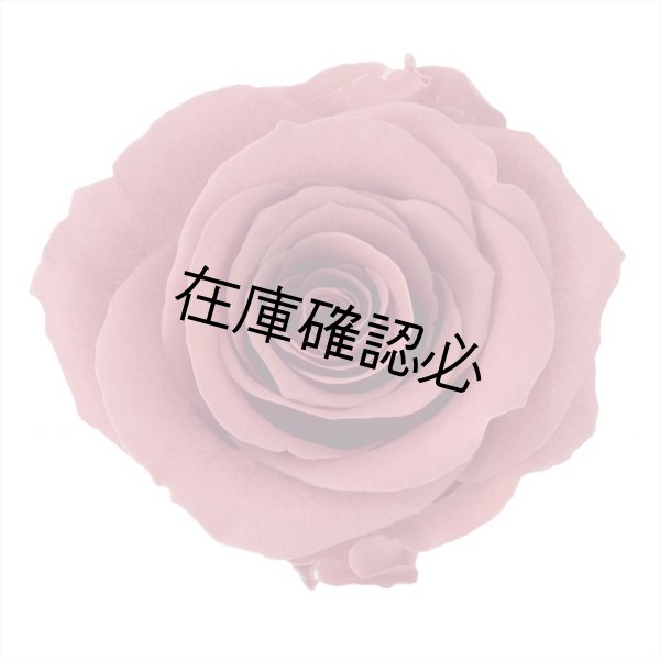 画像1: ローズ・かのんM　クラ―レットピンク (1)