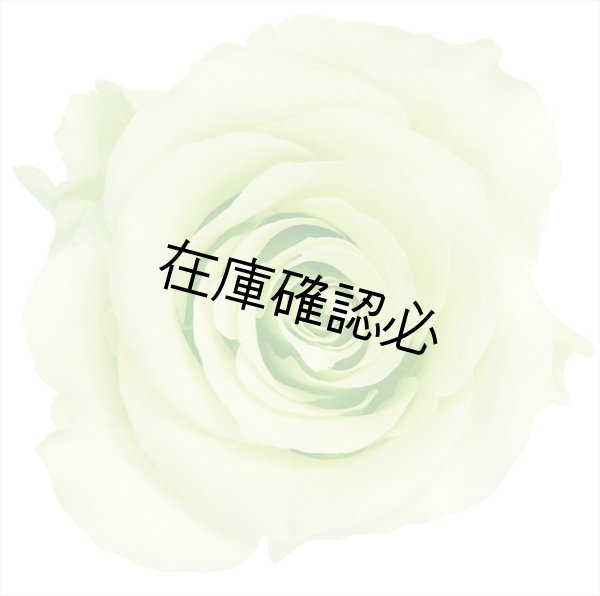 画像1: ローズ・かのんM　フレッシュグリーン (1)