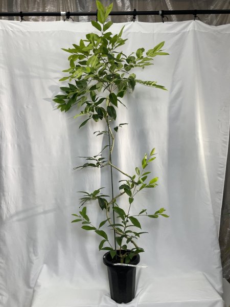 画像2: アマゾンオリーブ (2)