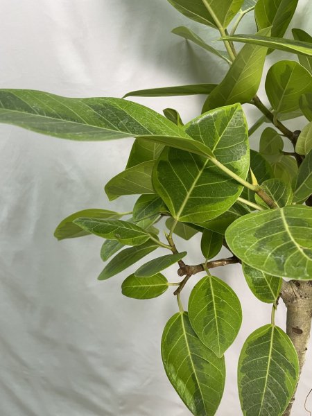 画像4: フィカス アルテシーマ (4)