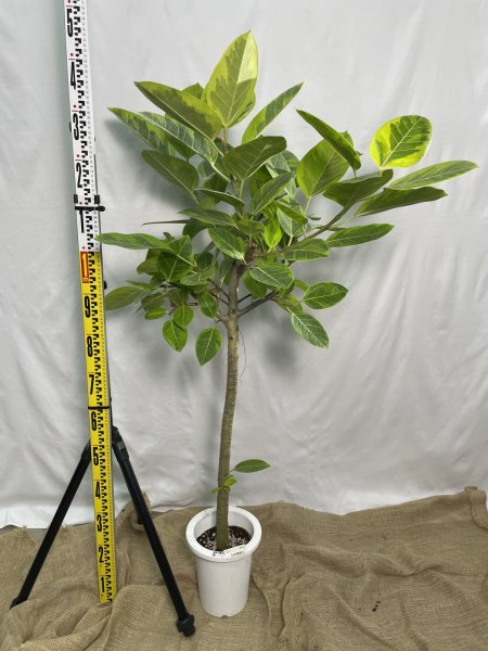 画像3: フィカス アルテシーマ (3)