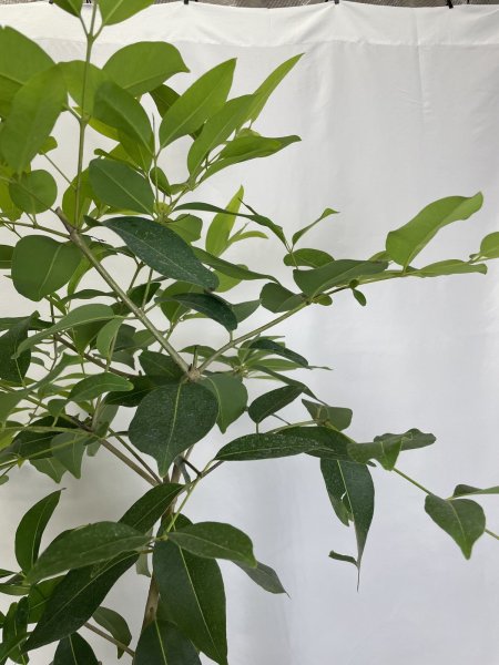 画像6: アマゾンオリーブ (6)