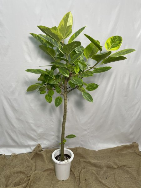 画像2: フィカス アルテシーマ (2)