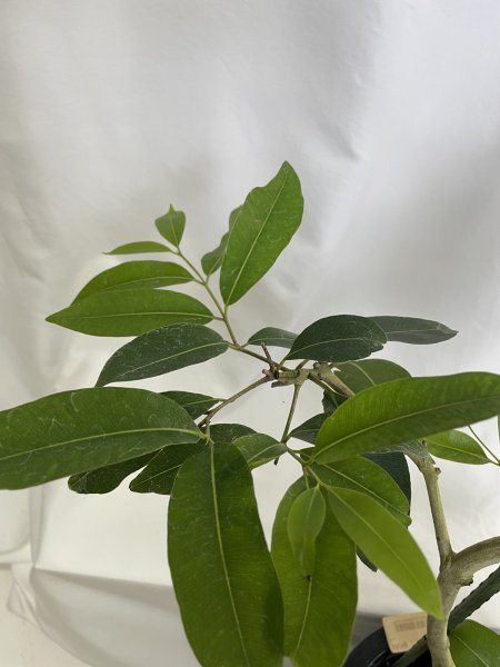 画像4: アマゾンオリーブ (4)