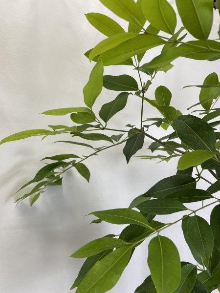 画像5: アマゾンオリーブ (5)