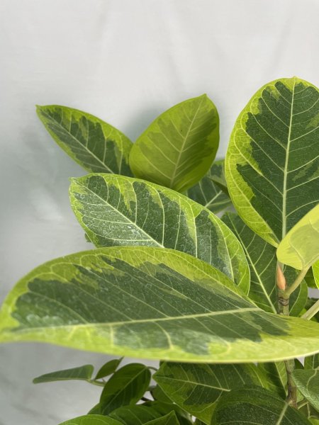 画像5: フィカス アルテシーマ (5)