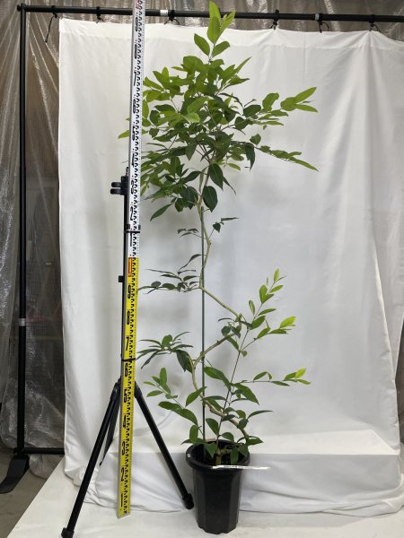 画像3: アマゾンオリーブ (3)