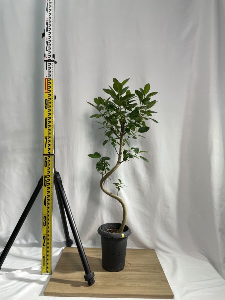 画像3: フランスゴム (3)