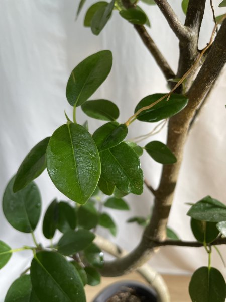 画像5: フランスゴム (5)