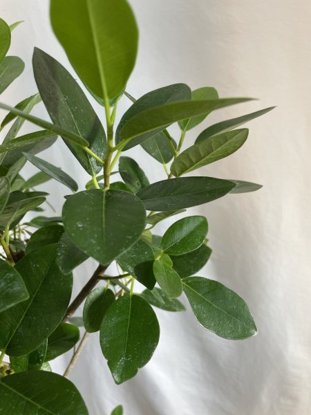 画像6: フランスゴム (6)