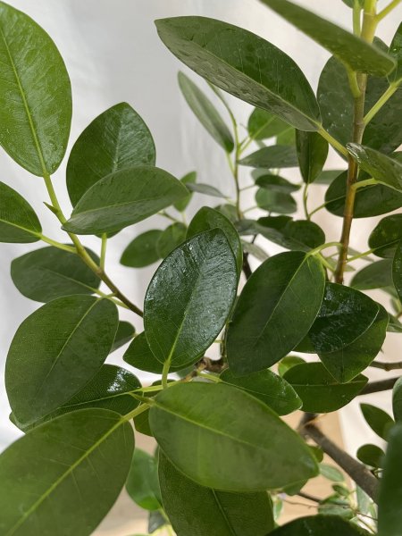 画像4: フランスゴム (4)