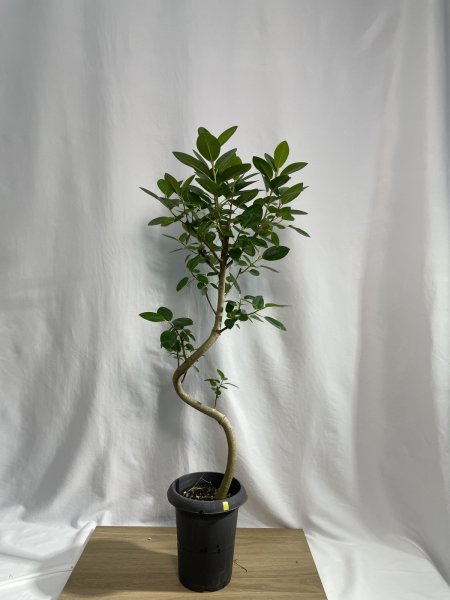 画像2: フランスゴム (2)