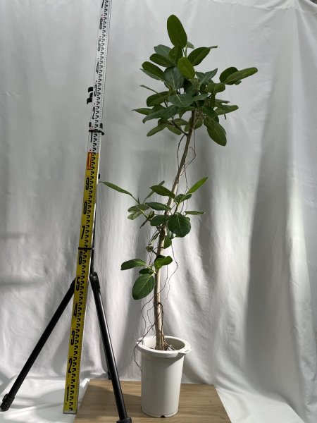 画像3: ベンガレンシス (3)