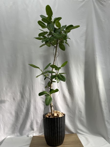 画像2: ベンガレンシス (2)