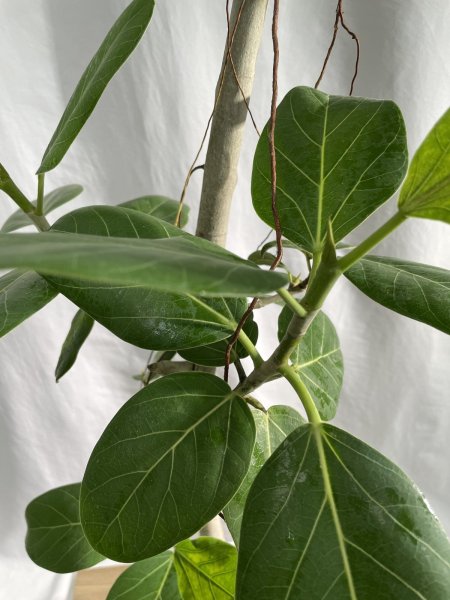 画像4: ベンガレンシス (4)