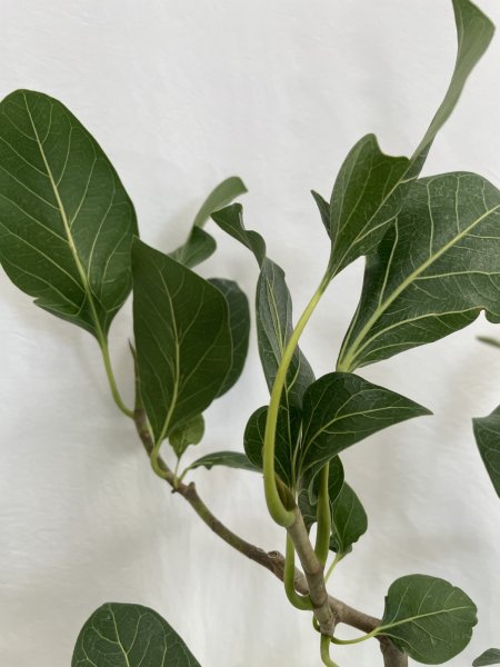 画像6: クリシュナ　ボダイジュ (6)