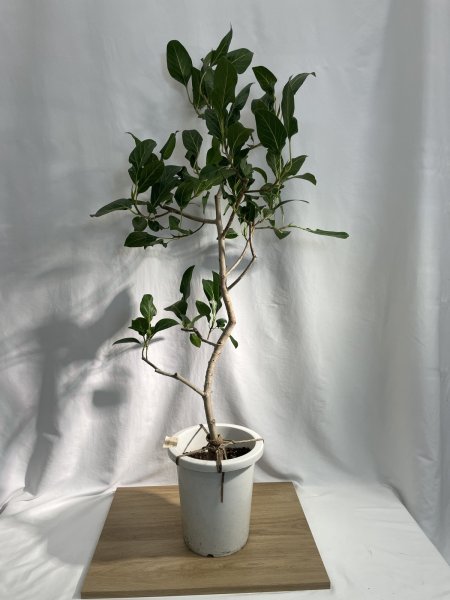 画像2: クリシュナ　ボダイジュ (2)