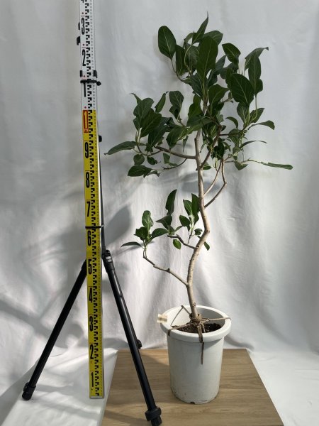 画像3: クリシュナ　ボダイジュ (3)