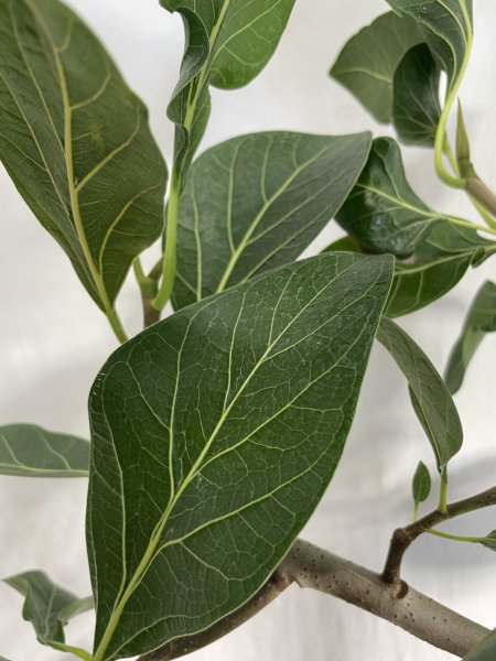 画像5: クリシュナ　ボダイジュ (5)