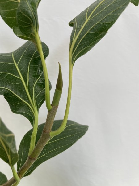 画像4: クリシュナ　ボダイジュ (4)