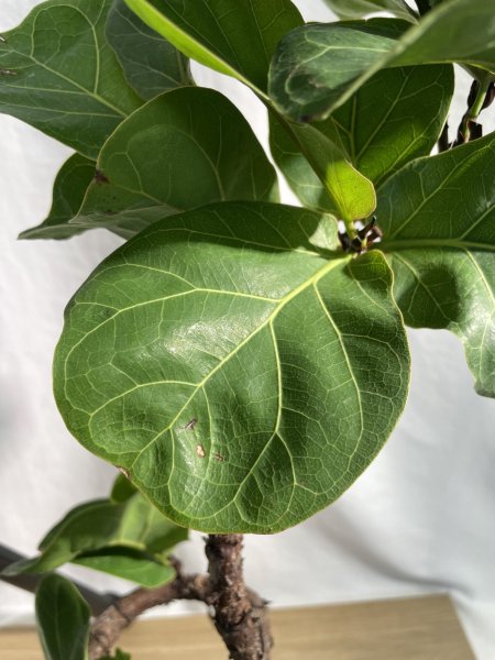 画像6: カシワバゴム　バンビーノ (6)