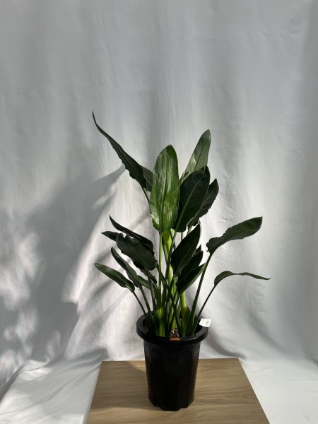 画像2: ストレリチア　レギネ (2)