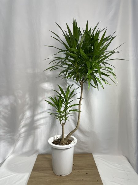 画像2: ドラセナ類　ナビー (2)