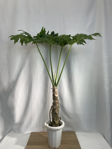 画像2: セローム (2)