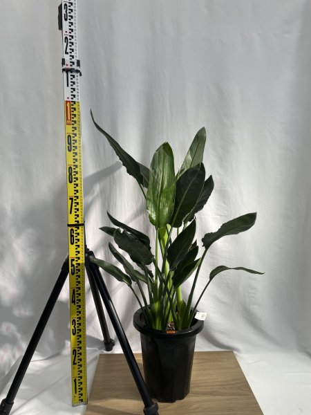 画像3: ストレリチア　レギネ (3)