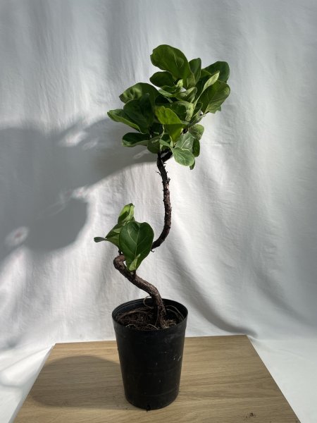 画像2: カシワバゴム　バンビーノ (2)