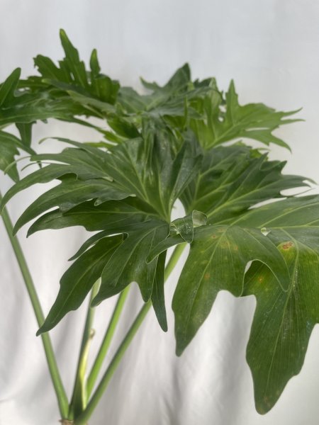 画像6: セローム (6)