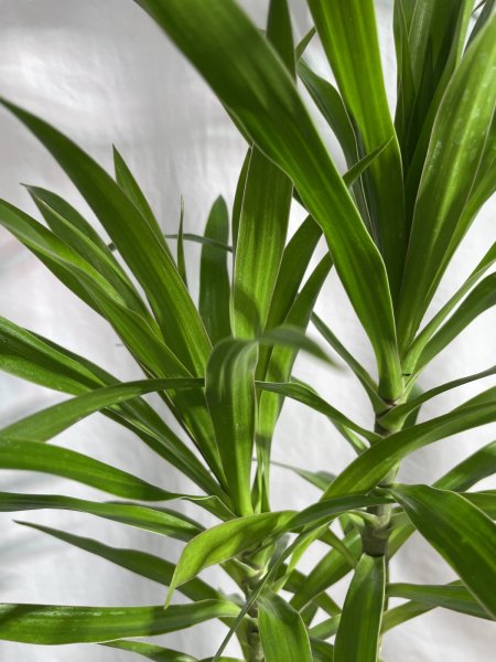 画像5: ドラセナ類　ナビー (5)