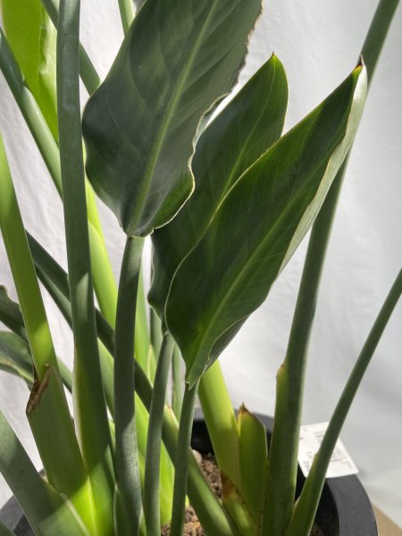 画像6: ストレリチア　レギネ (6)