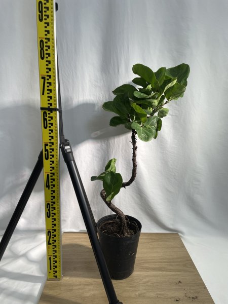 画像3: カシワバゴム　バンビーノ (3)