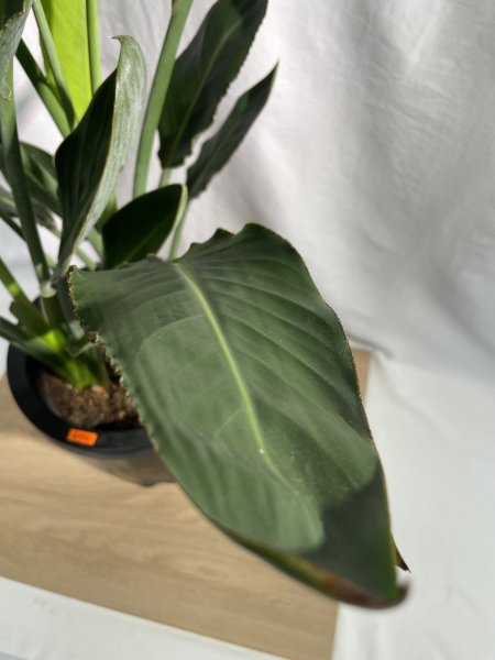 画像4: ストレリチア　レギネ (4)