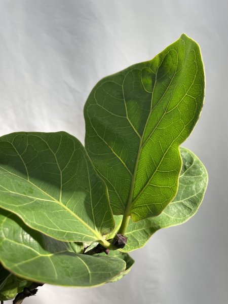 画像4: カシワバゴム　バンビーノ (4)