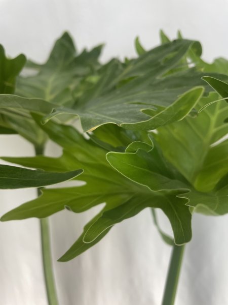 画像5: セローム (5)