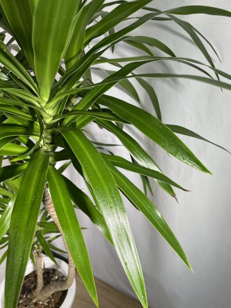 画像6: ドラセナ類　ナビー (6)