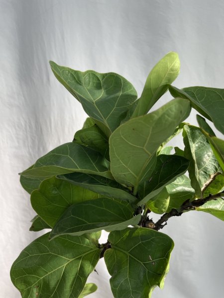 画像5: カシワバゴム　バンビーノ (5)