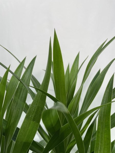 画像4: ドラセナ類　ナビー (4)