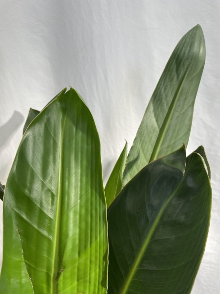 画像5: ストレリチア　レギネ (5)