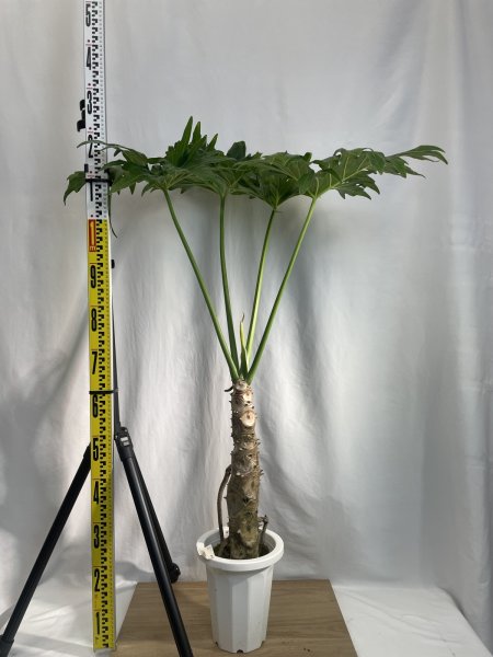 画像3: セローム (3)