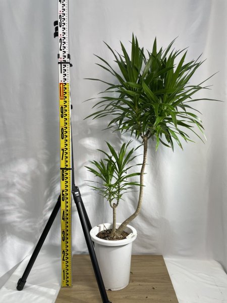 画像3: ドラセナ類　ナビー (3)