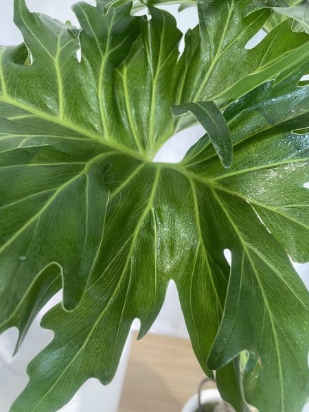 画像4: セローム (4)