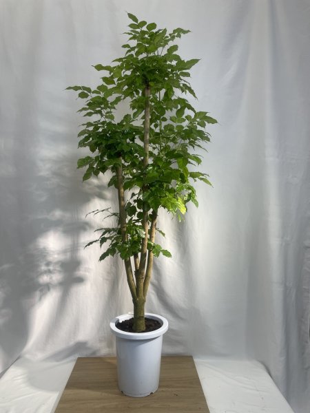 画像2: ステレオスペルマム (2)