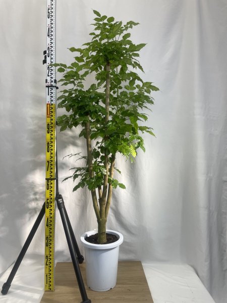 画像3: ステレオスペルマム (3)