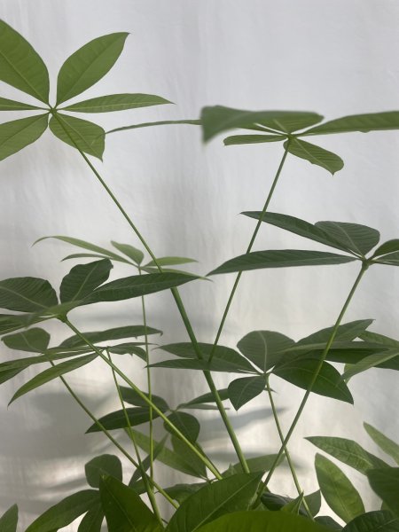 画像5: パキラ (5)